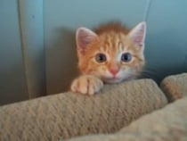 【動画】ソファの隙間からぴょこっ！　ハイテンションな子猫に視聴者ニッコリ