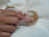 「思わず泣いた」生まれたばかりの子猫、飼い主の指をちゅぱちゅぱ…　愛らしい姿に視聴者感動「母性本能が爆発しそう」