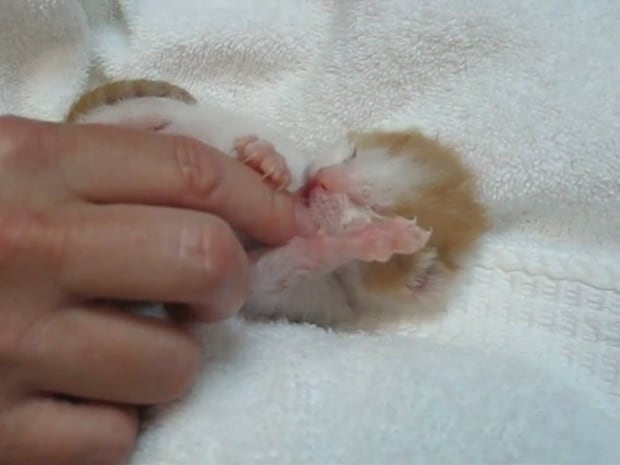 「思わず泣いた」生まれたばかりの子猫、飼い主の指をちゅぱちゅぱ… 愛らしい姿に視聴者感動「母性本能が爆発しそう」