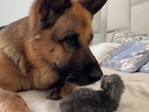 生まれたての子猫に寄り添う《優しい巨人》　ジャーマンシェパードの姿に視聴者感動「なんて愛情深い犬なんだ」