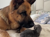 【画像5枚】愛おしすぎる…！　“優しい巨人”ジャーマンシェパードと生まれたての子猫