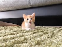 抜き足差し足…ゆ～っくり近づいて来る保護子猫　かわいすぎる姿に「抱き締めてあげて」