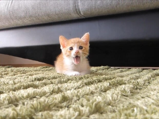 抜き足差し足…ゆ～っくり近づいて来る保護子猫　かわいすぎる姿に「抱き締めてあげて」