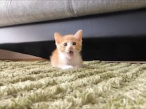 【動画】抜き足差し足…ゆ～っくり近づいて来る保護子猫　かわいすぎる姿