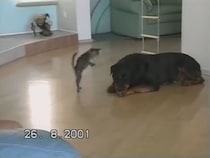 大型犬に果敢に挑む子猫…エアブロックされる（笑）　かわいすぎる姿に視聴者ニッコリ
