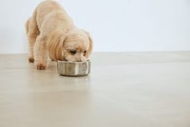 【画像】知らなかった…これが災害時、ペットとスムーズに避難するために“日頃から準備すべきこと”です！