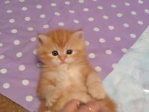 飼い主がこちょこちょ→手を離すと…お手々がぱぁ～　子猫の《いないいないばあ》に「これはヤバい」「癒やされる」