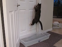 まるでスパイ！　飼い主を出し抜いて、ドアを開けてしまう子猫　「びっくりした」「最高におもしろい」