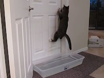 【動画】まるでスパイ！　飼い主を出し抜いて、ドアを開けてしまう子猫
