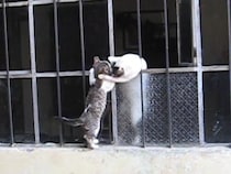 「お母さんのところに行きたい」子猫を助ける母猫　《あふれる親子愛》に感動…「言葉が出ないほど美しい光景」「なんて賢い」