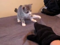 【動画】手袋と対決する子猫、まさかの展開に！　視聴者大爆笑！