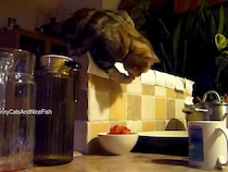 世界で一番カワイイ《朝ごはん泥棒》！？　華麗につまみ食いする猫に視聴者ホッコリ「賢い猫ちゃん！」「優雅で器用」