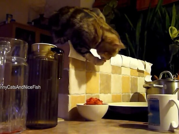 世界で一番カワイイ《朝ごはん泥棒》！？　華麗につまみ食いする猫に視聴者ホッコリ「賢い猫ちゃん！」「優雅で器用」