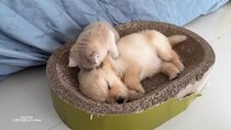 【動画あり】「早く起きて～」子猫が眠る子犬をツンツン…→“ママ”も登場、《幸せすぎる展開》に！「あり得ないほどかわいい」「元気をもらえた」