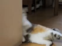 壁に寄りかかろうとした猫→失敗してズコーッ！！　視聴者大爆笑「表情がたまらない」「何度も見ちゃう」