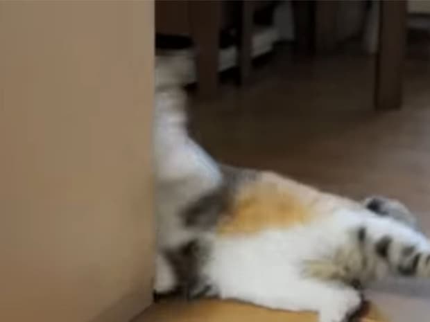 壁に寄りかかろうとした猫→失敗してズコーッ！！　視聴者大爆笑「表情がたまらない」「何度も見ちゃう」