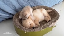 【動画あり】「早く起きて～」子猫が眠る子犬をツンツン…→“ママ”も登場、《幸せすぎる展開》に！「あり得ないほどかわいい」「元気をもらえた」