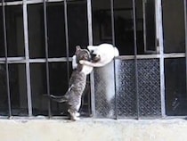 【動画あり】「お母さんのところに行きたい」子猫を助ける母猫　《あふれる親子愛》に感動…「言葉が出ないほど美しい光景」「なんて賢い」