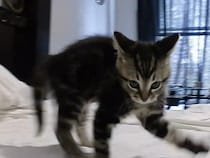 「やんのか…？」子猫、高速連続《やんのかステップ》！「かわいすぎて涙出た」「1日中見ていられる」