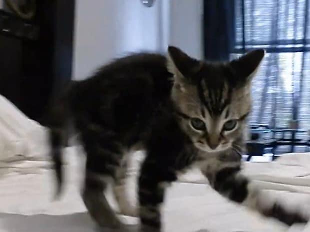 「やんのか…？」子猫、高速連続《やんのかステップ》！「かわいすぎて涙出た」「1日中見ていられる」