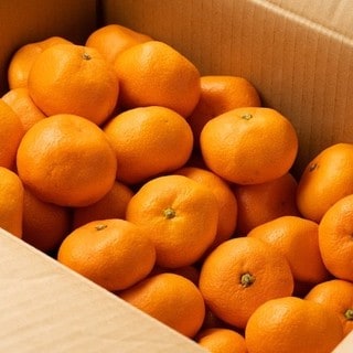 たくさん買っても安心!みかんが傷みにくい保存法