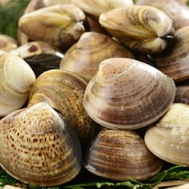 キッチンが汚れない「はまぐり砂抜き」時短ワザ