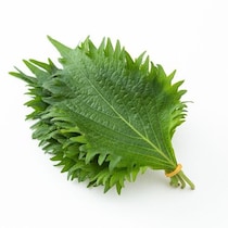 しおれる前に試して！大葉をみずみずしく保つ長持ちワザ