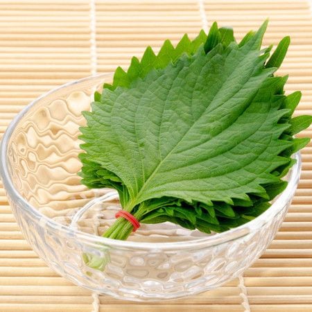 巻いて冷凍が最強！こまめに使えて長持ちする「大葉の保存法」