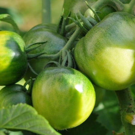 【検索急上昇!】青トマトのピクルスが話題!一番おいしい作り方は?