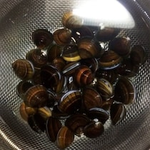 【5分で砂抜き完了】旬のしじみ「黄金比のお湯」を使った裏ワザ