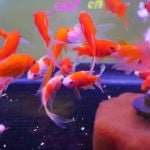 濡れるほど間近でイルカショーが見られる！ オンライン水族館を紹介