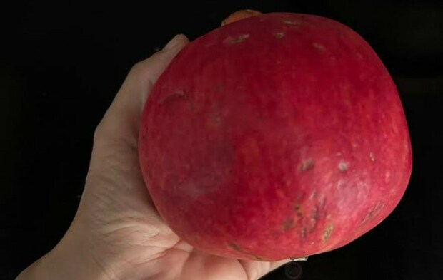 巨大なザクロ【オーストラリア】