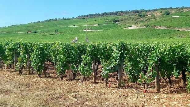 ぶどう収穫時あるある〜収穫場所を間違える件〜