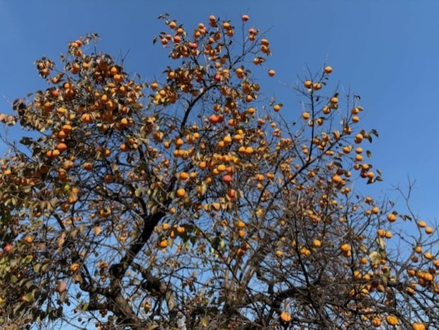 イタリアでは柿をカコと呼ぶ【イタリア】