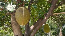 世界最大のフルーツ【タイ】