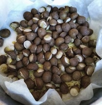 プーリアの路上で売られている謎の貝の正体は？【イタリア】