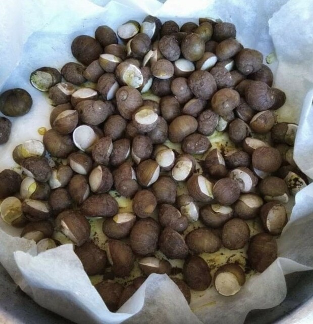 プーリアの路上で売られている謎の貝の正体は？【イタリア】