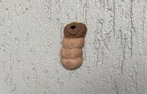 オーストラリアの夏、ミツバチだけではない【オーストラリア】