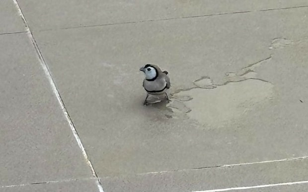 ホテルプールサイドの可愛い訪問者【オーストラリア】