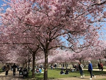 トリノの絶景お花見スポット【イタリア】