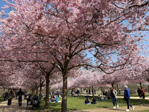 トリノの絶景お花見スポット【イタリア】