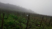 美しい風景、でも油断禁物な季節　ぶどう畑は5月半ばまで冷害注意【フランス】
