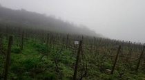 美しい風景、でも油断禁物な季節　ぶどう畑は5月半ばまで冷害注意【フランス】