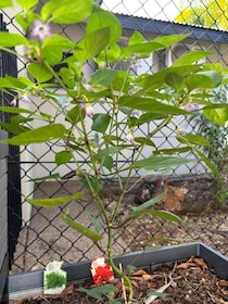 家庭菜園の可愛いお花と実【オーストラリア】