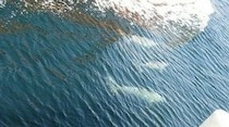 イルカを見るならオマーン領のムサンダム地方へ【オマーン】