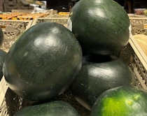 イタリア人も知らなかった黒皮のスイカ【イタリア】