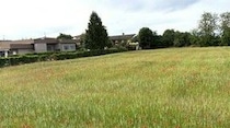 春の風物詩パパベリの赤い絨毯【イタリア】