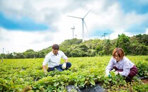 【四国の西でお芋掘り♪】紅はるかの芋掘り体験10/18（土）、10/25（土）開催