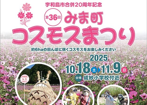【第36回みま町コスモスまつり 愛媛/宇和島市】 500万本のコスモスが咲き誇る!秋を彩る感動の花景色