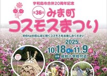 【第36回みま町コスモスまつり 愛媛/宇和島市】 500万本のコスモスが咲き誇る！秋を彩る感動の花景色